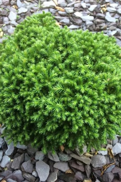 Криптомерія японська Грін Перл|Cryptomeria japonica Green Pearl|Криптомерия японская Грин Перл